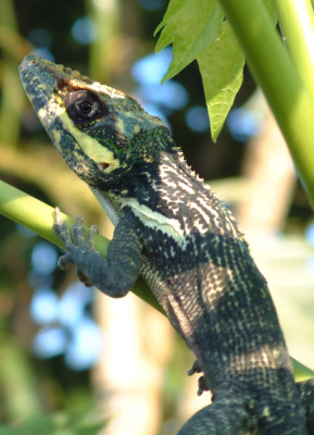 Анолис-рыцарь (Anolis equestris)